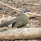 Coua de Coquerel