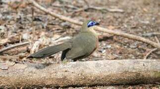 Coquerel's Coua