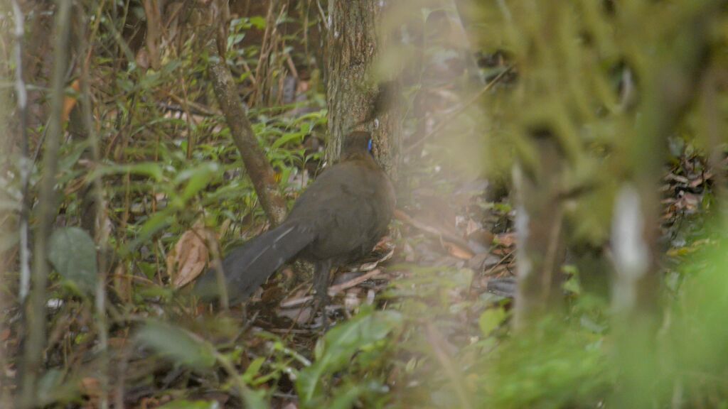 Red-breasted Coua