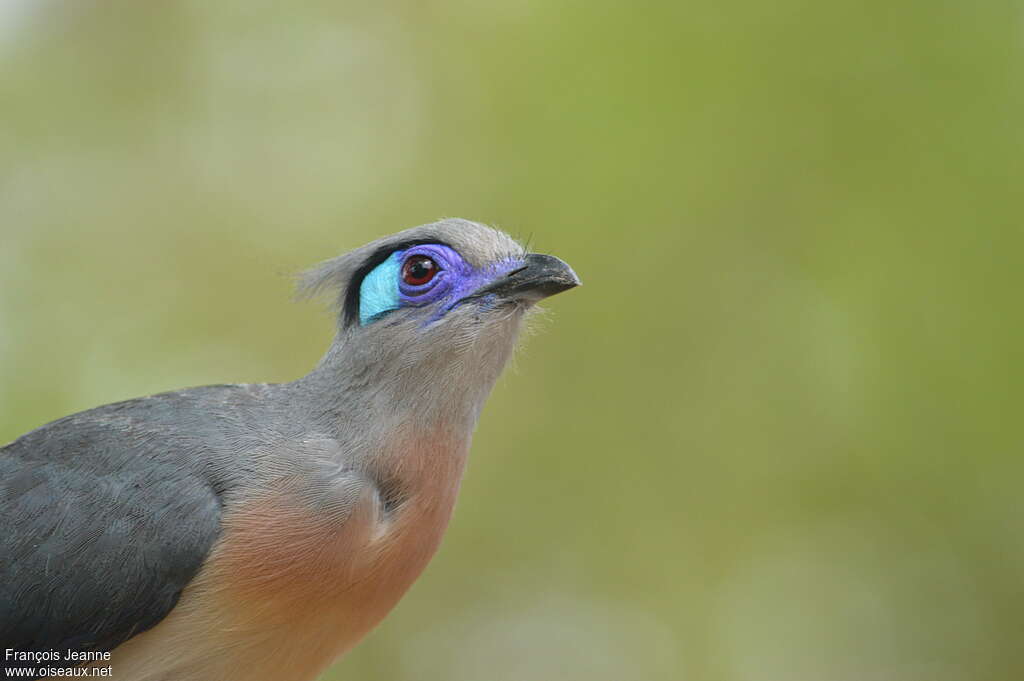 Crested Couaadult, close-up portrait