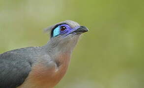 Crested Coua