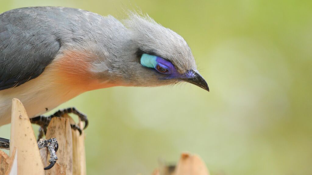 Crested Coua