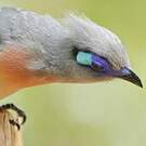 Coua huppé