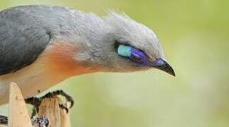 Crested Coua