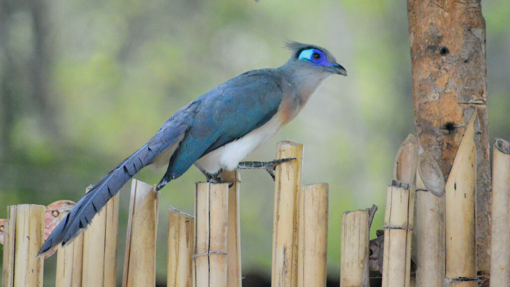 Coua huppé