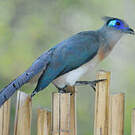 Coua huppé