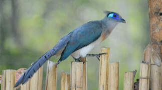 Crested Coua