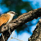 Coucal à sourcils blancs