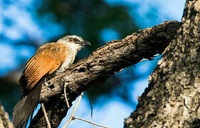 Coucal à sourcils blancs