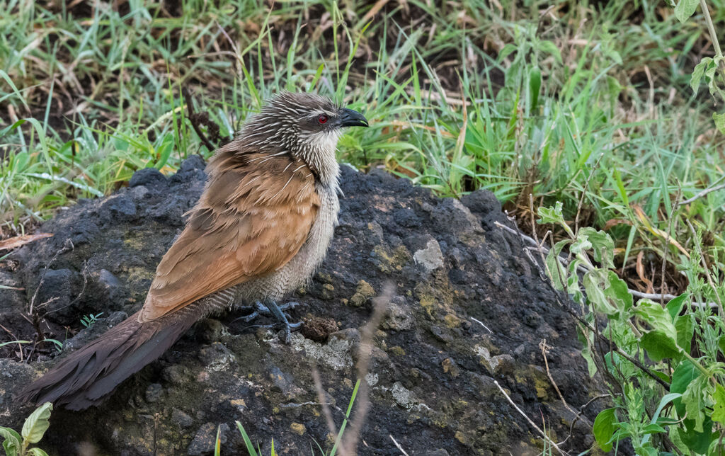 White-browed Coucal