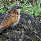 Coucal à sourcils blancs