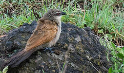 Coucal à sourcils blancs