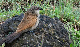 Coucal à sourcils blancs