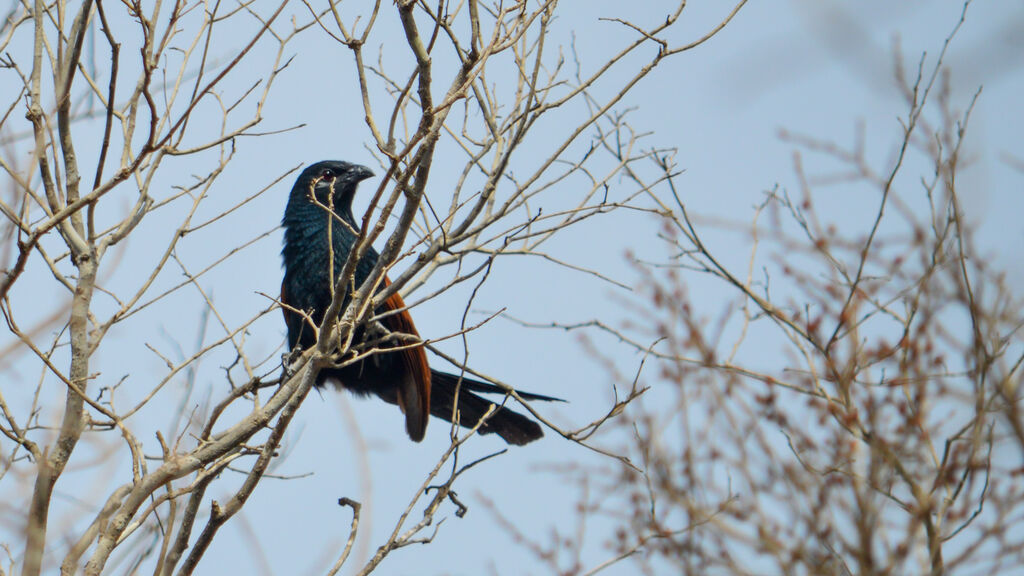 Coucal toulou