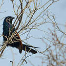 Coucal toulou
