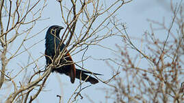 Coucal toulou