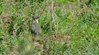 Great Spotted Cuckoo