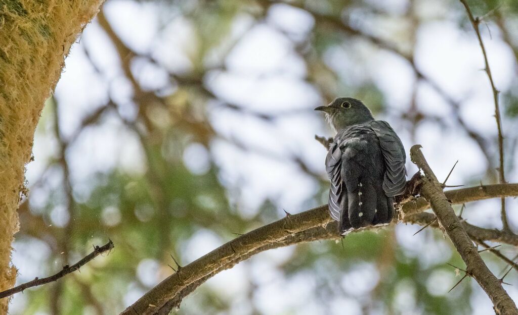 Red-chested Cuckoo