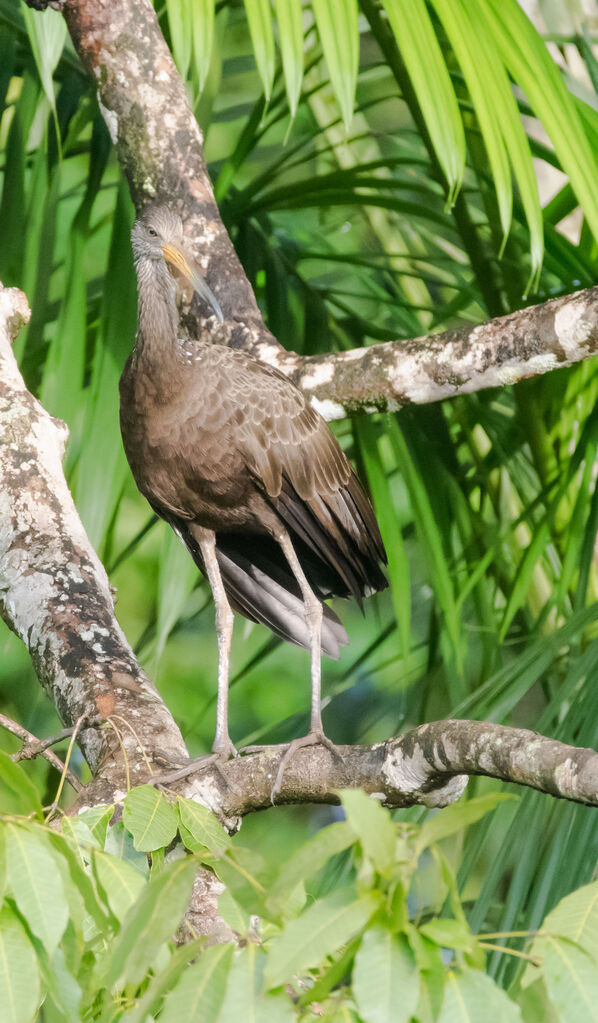 Limpkin