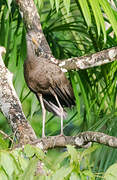 Limpkin