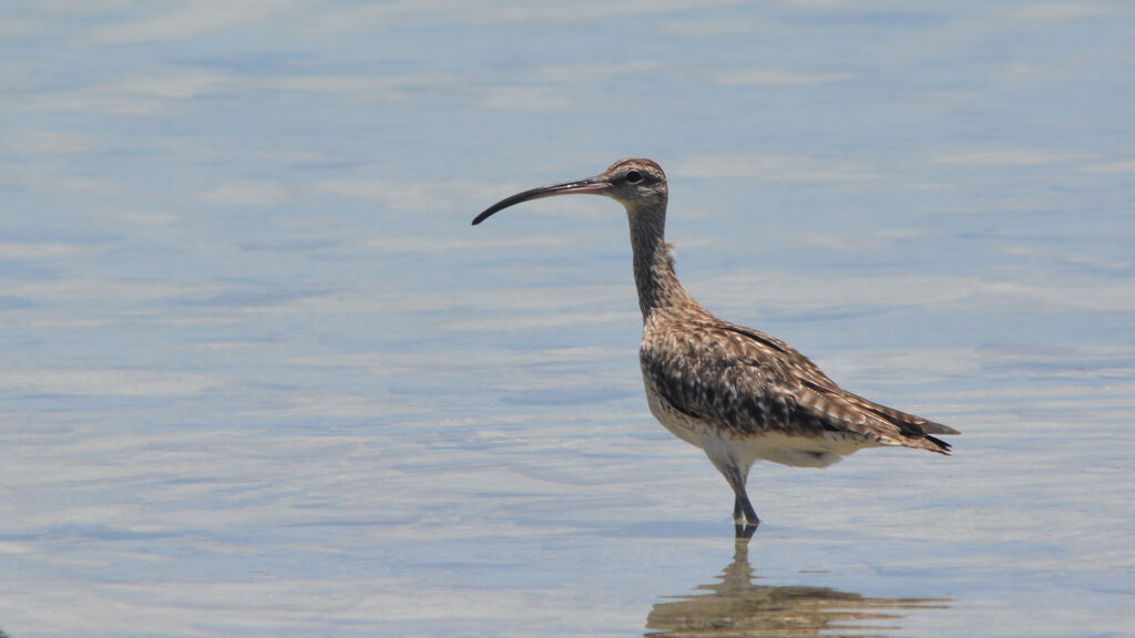 Eurasian Whimbrel