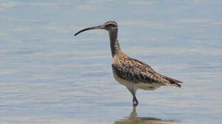 Eurasian Whimbrel