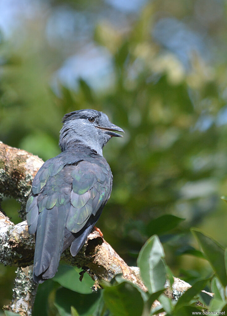 Cuckoo Roller