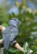 Cuckoo-roller