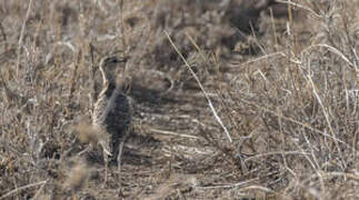 Double-banded Courser