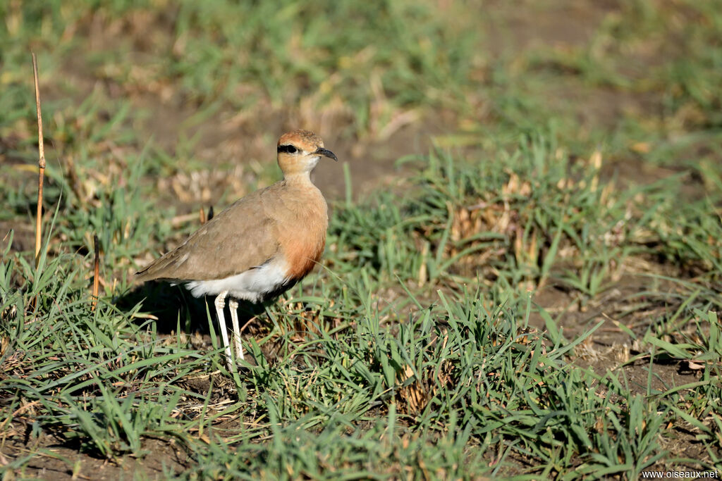 Temminck's Courser