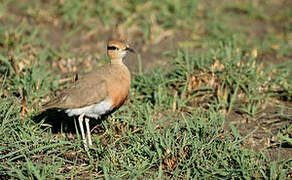 Temminck's Courser