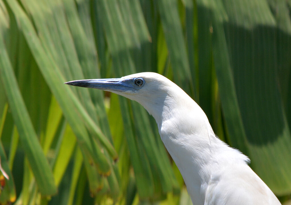 Malagasy Pond Heronadult breeding