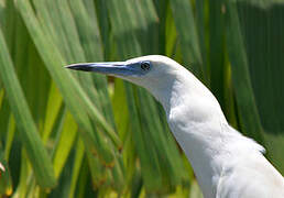 Malagasy Pond Heron