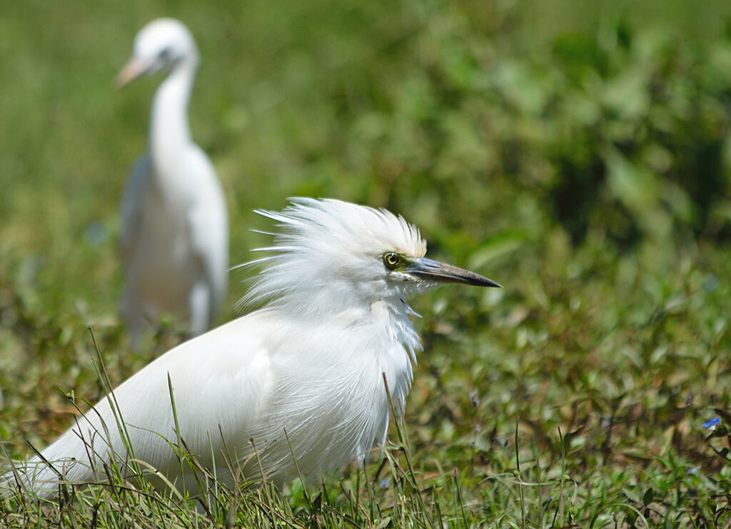 Malagasy Pond Heron