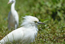 Malagasy Pond Heron