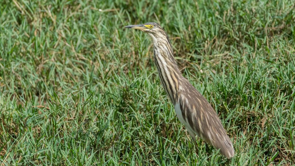 Malagasy Pond Heronadult post breeding