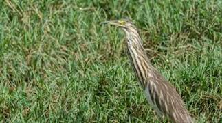 Malagasy Pond Heron