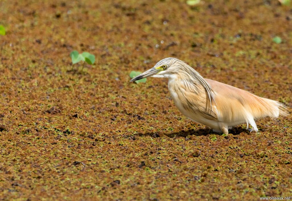 Crabier chevelu