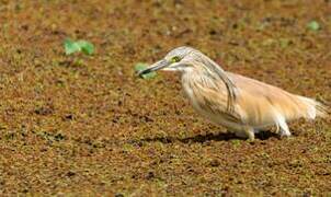 Squacco Heron