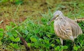 Squacco Heron