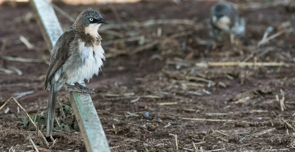 Northern Pied Babbler