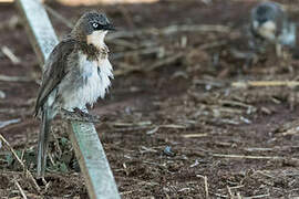 Northern Pied Babbler