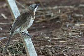 Northern Pied Babbler