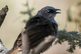 Black-lored Babbler