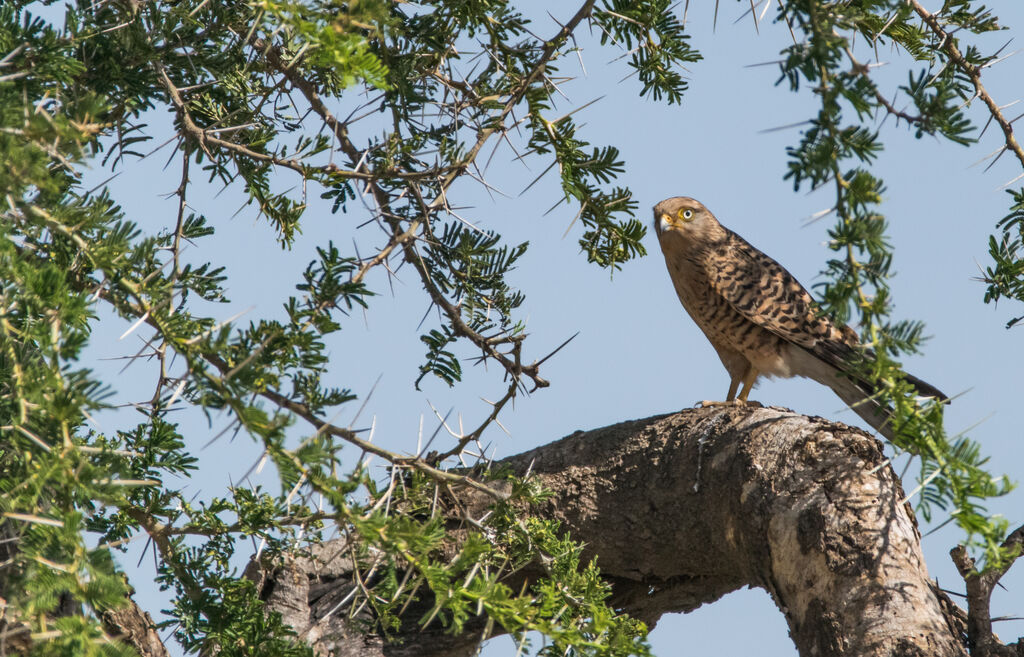 Greater Kestrel