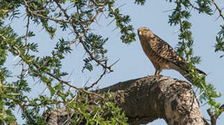 Greater Kestrel