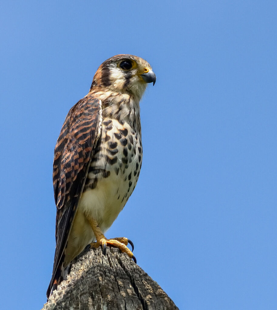 American Kestrel