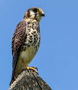 American Kestrel