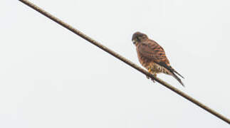 Malagasy Kestrel