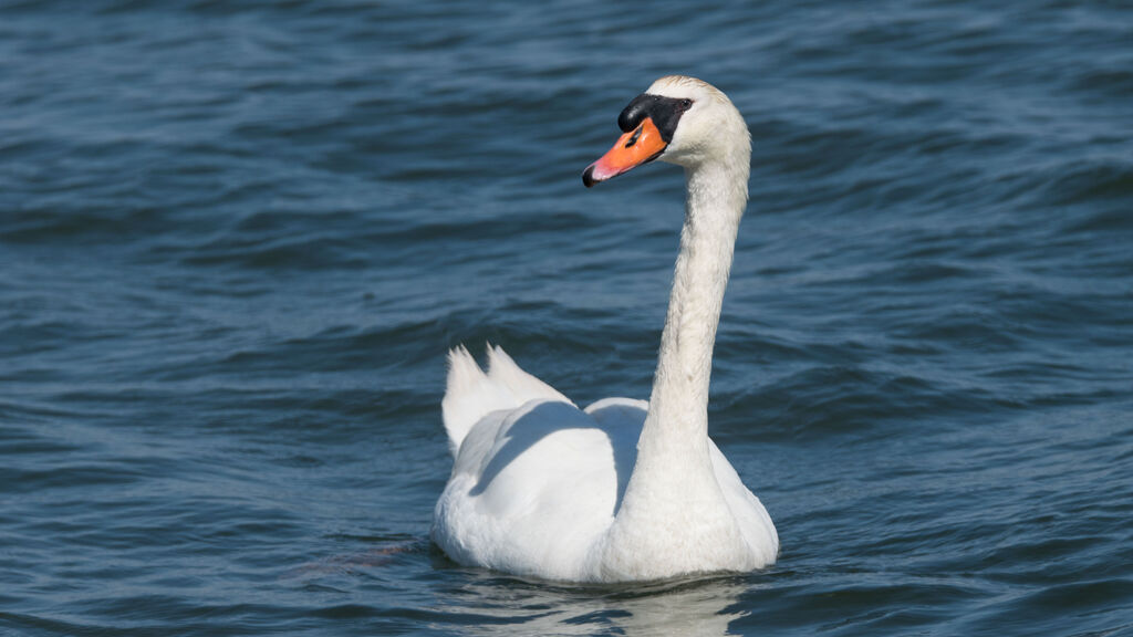 Mute Swan